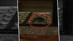 Tekirdağ'da mide bulandıran görüntü! Fırına cezai işlem uygulandı