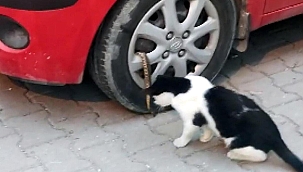 Avcılar'da mahallelinin yılan isyanı