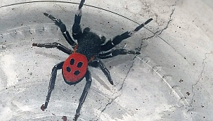 Denizli'de zehirli uğur böceği örümceği görüldü