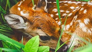 DKMP'den geyik ve karaca yavruları için uyarı