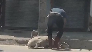 Koyunu darbedip bayılttı