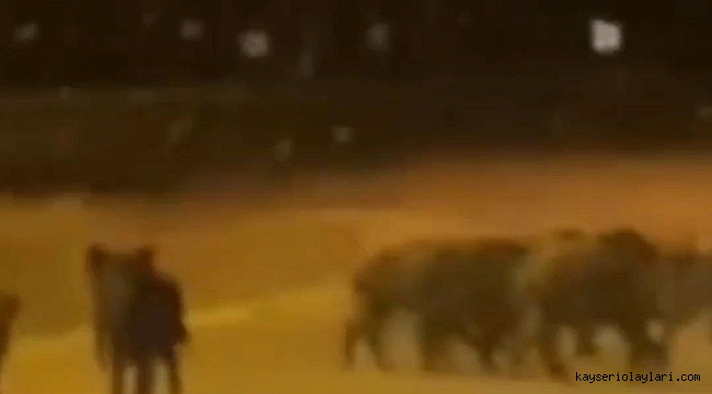 Kayseri'nin Erciyes Dağı'nda görülen domuz sürüsü, korku dolu anların yaşanmasına neden oldu.