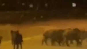 Kayseri'nin Erciyes Dağı'nda görülen domuz sürüsü, korku dolu anların yaşanmasına neden oldu.