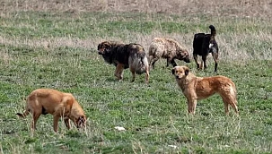 Sokak köpekleri tartışmasında yeni iddia! 