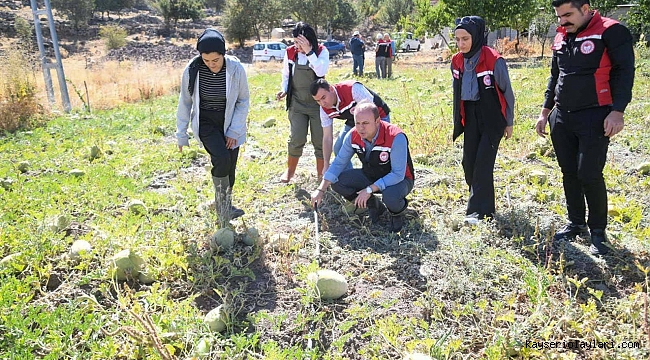 KADINLAR ÜRETTİ İL MÜDÜRÜ HASADA KATILDI