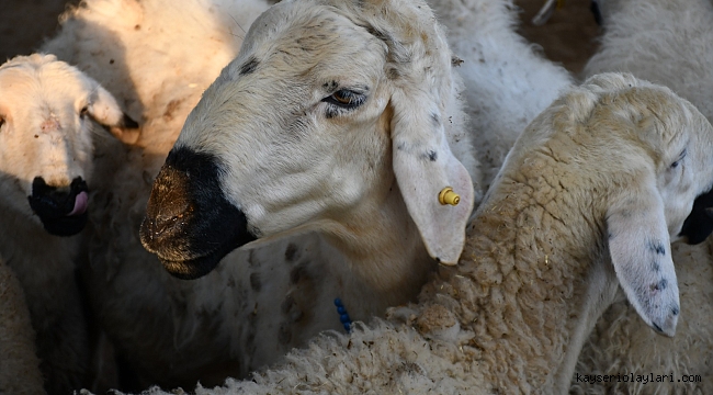 BÜYÜKBAŞ CANLI KG ERKEK 425 TL