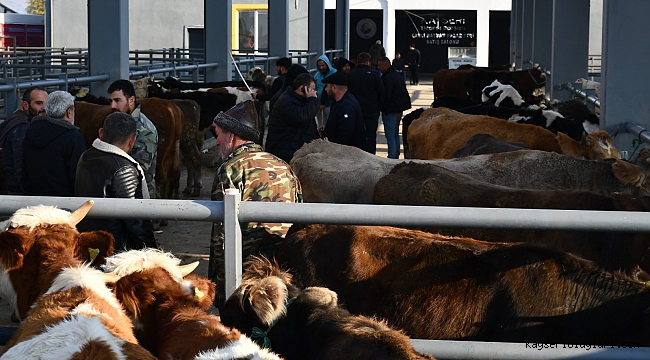BÜYÜKBAŞ CANLI KG ERKEK 425 TL