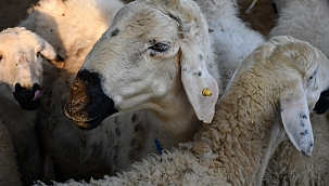 BÜYÜKBAŞ CANLI KG ERKEK 425 TL