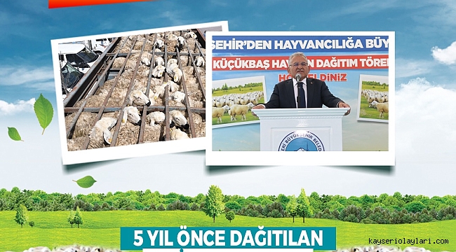 KAYSERİ'DE KOYUN SAYISI 150 BİNE ULAŞTI