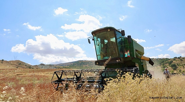 ARICILIK İÇİN EKİLEN KARABUĞDAYIN İLK HASADI YAPILDI
