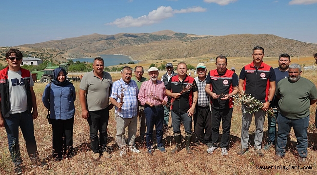 ARICILIK İÇİN EKİLEN KARABUĞDAYIN İLK HASADI YAPILDI