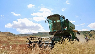 ARICILIK İÇİN EKİLEN KARABUĞDAYIN İLK HASADI YAPILDI
