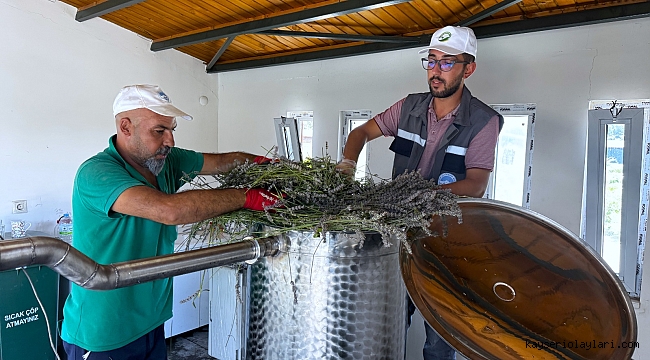 KAYSERİ BÜYÜKŞEHİR'DE LAVANTA HASADI BAŞLADI