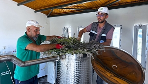 KAYSERİ BÜYÜKŞEHİR'DE LAVANTA HASADI BAŞLADI